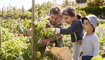 Father harvesting vegetables with his daughter